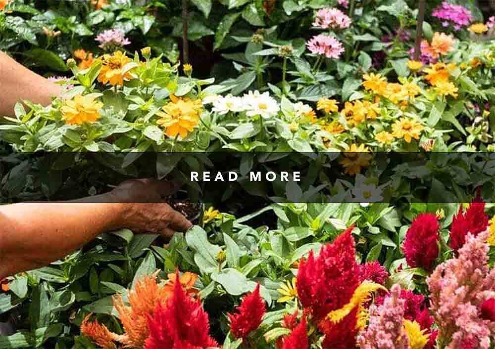Creative Landscape Design Ideas for Landed Homes in Singapore